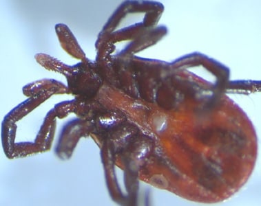 Figure C: Ventral view of a nymph of <em>Ixodes</em> sp. Image courtesy of the Washington State Public Health Laboratories.