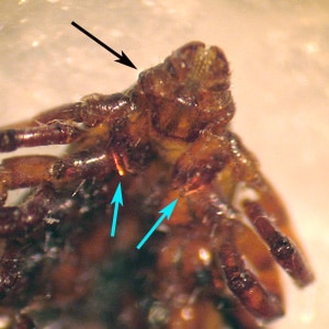 Figure D: Ventral view of the specimen in Figures B and C. Notice the laterally-produced, angulate basis capituli (black arrow) and deeply-cleft fore coxae (blue arrows).