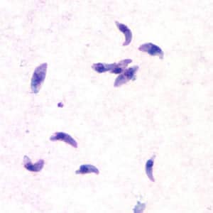 Figure A: <em>Toxoplasma gondii</em> tachyzoites, stained with Giemsa, from a smear of peritoneal fluid obtained from a laboratory-inoculated mouse.