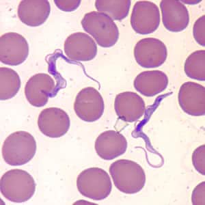 Figure A: <em>Trypanosoma brucei</em> ssp. in a thin blood smear stained with Wright-Giemsa.