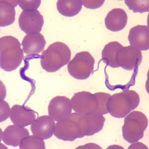 Figure C: <em>Trypanosoma brucei</em> ssp. in a thin blood smear stained with Wright-Giemsa.