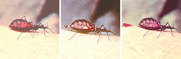 Figure C: Triatomine bug, <em>Trypanosoma cruzi</em> vector, defecating on the wound after taking a blood meal.