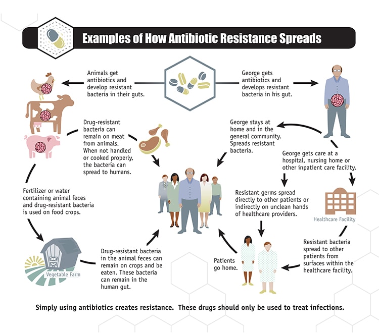 Antibiotic Resistance | Biology for Majors II