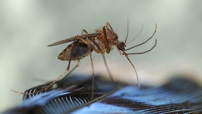 Culiseta melanura mosquito on a feather
