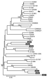 Thumbnail of Estimated phylogenies of hepatitis C virus genotype 4; Core/E1 phylogenetic analysis based on 340 bp spanning the junction between the Core and E1 regions. Ugandan sequences determined in this study are highlighted in black. Numerical values (presented when &gt;60%) represent the statistical support for the tree topology as determined by 1,000 bootstrap replicates. Reference sequences for genotypes 1–3, 5, and 6 (7) were included in both analyses and retained as the outgroup. Access