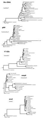 Thumbnail of Phylogenetic trees obtained by a neighbor-joining analysis of the 16s RNA, gltA, 17-kDa, ompA, and Sca4 antigen genes. Bootstrap values from 100 analyses are shown at the node of each branch.