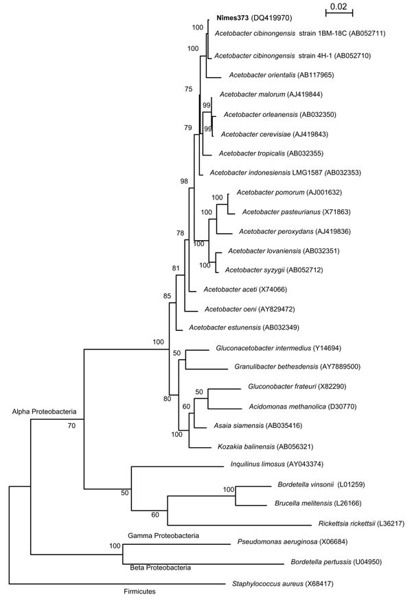 16S rDNA maximum-likelihood phylogenetic tree showing the relationships of the isolate nîmes373 with 15 species of the genus Acetobacter and 6 strains representative of the 6 other genera of acetic acid bacteria in the Alpha Proteobacteria. Sequences of Alpha, Beta, and Gamma Proteobacteria of clinical relevance were also included in the tree. Staphylococcus aureus (Firmicutes) 16S rDNA was used as an outgroup. The 16S rDNA sequences used to reconstruct this tree were obtained from the GenBank database, and their accession numbers are indicated in brackets. The tree was reconstructed using DNAML from the PHYLIP package v. 3.6.6, on the basis of the F84 (+ gamma distribution + invariant sites) substitution model. The scale bar indicates 0.02 substitutions per nucleotide position. Numbers given at the nodes represent bootstrap percentages calculated on 100 replicates.