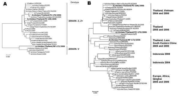 A) Phylogenetic relationships of the polymerase acid protein gene comparing genotype Z, Z+, and V. B) Hemagglutinin gene of influenza A (H5N1) viruses in Thailand 2006 compared with several H5N1 strains worldwide. For a larger reproduction of the phylogenetic relationships.