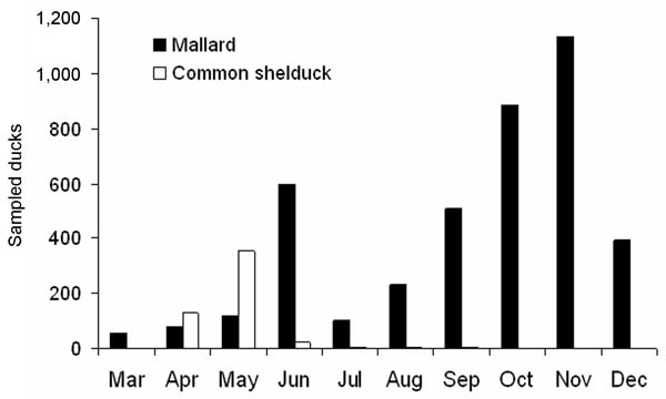 Seasonal variation in the number of sampled mallards (black bars) and common shelducks (open bars). Data from 2002–2005 have been pooled.