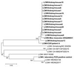 Thumbnail of Phylogenetic tree based on 400-nt sequences amplified by PCR system 1 in the nucleoprotein gene. Lymphocytic choriomeningitis virus (LCMV) sequences characterized in this study were compared with selected homologous LCMV sequences available in the GenBank database. Sequence information corresponds to virus/nature of specimen/host/GenBank accession no. (optional), except for sequences retrieved from GenBank (virus strain/GenBank accession no.). Sequences determined in this study are