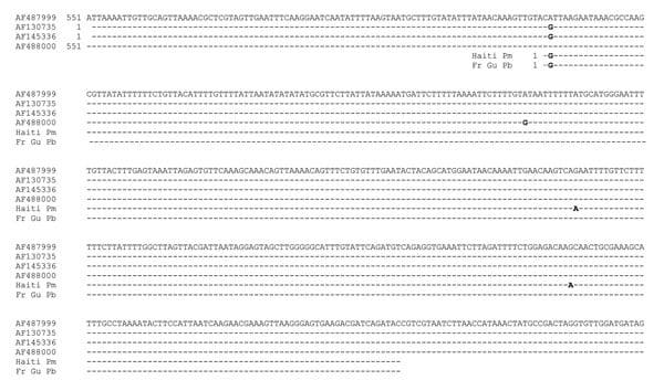 Comparison of Plasmodium malariae (Pm) rRNA gene sequences (GenBank accession nos. AF487999, AF145336, AF488000) and P. brasilianum (Pb) sequences from a monkey from French Guiana (Fr Gu) (AF130735) with isolates from P. malariae of humans from Haiti (Haiti Pm).