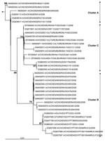 Thumbnail of Phylogenetic tree for the hemagglutinin (HA) gene of African influenza A (H5N1) strains. The maximum likelihood method was used with 100 bootstraps and 3 jumbles (DNA-ML, Phylip version 3.6) to construct a tree for HA1 nucleotide sequences. Bootstrap values of major nodes are shown. The arrow points to the outgroup strain, A/goose/Guangdong/96. As detailed in the text, cluster C regroups highly pathogenic avian influenza (H5N1) strains from Burkina Faso, northern Nigeria, Sudan, and Côte d'Ivoire; cluster A regroups strains from a southwestern Nigerian farm (coded BA) and Niger; and cluster B regroups strains from a southwestern Nigerian farm (coded SO) and Egypt. The scale bar represents ≈1% of nucleotide changes between close relatives.