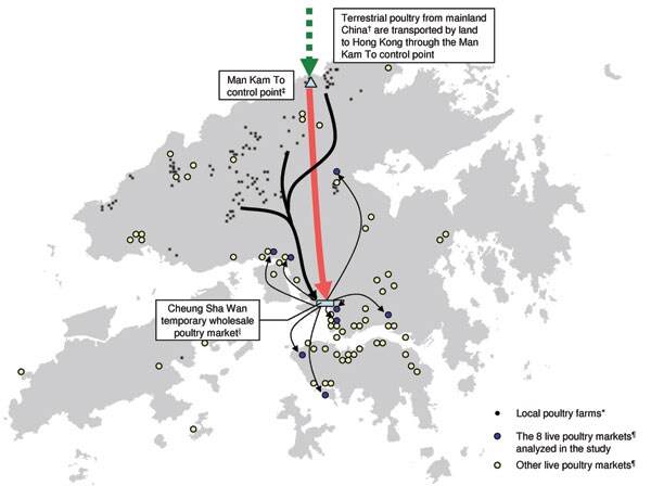 Supply chain of live terrestrial poultry in Hong Kong. *During the study period, 110–140 local poultry farms were registered in Hong Kong with ≈2 million chickens. Weekly inspection, flock laboratory surveillance, and universal vaccination of chickens with inactivated influenza (H5N2) vaccine have been routine since June 1, 2003. All terrestrial poultry (e.g., chickens and minor poultry such as quail, pheasant, chukar, guinea fowl) are transported to Cheung Sha Wan Temporary Wholesale Poultry Market by trucks before redistribution to live poultry markets (LPMs). *Ducks and geese were imported by sea to a separate wholesale poultry market (not shown in figure), where they were centrally slaughtered, and the chilled carcasses were sold to market. †Approximately 100 registered mainland farms supplied ≈40% of live chickens in 2006. Since January 15, 2004, all such birds have been vaccinated against H5 influenza. They are transported by trucks inside labeled cages to Man Kam To Control Point. ‡Imported birds must be accompanied by valid veterinary health certificates issued by a recognized veterinary authority. Samples are also taken for laboratory testing. The birds are then transported to Cheung Sha Wan Temporary Wholesale Poultry Market by lorry in which water and land birds are segregated. §Birds are transported to LPMs after confirmation of negative test results from the laboratory. Regular laboratory surveillance and monthly rest-days in the wholesale market synchronized with those in LPMs are also routinely carried out. Birds are distributed to live poultry stalls and kept in cages made of stainless steel or nonabsorbent materials. A ban of live waterfowl sales had been imposed since December 1997. Since December 2001, quails had also been removed from being sold alongside chickens and by March 2002, live quails were completely banned in LPMs. There were 60–80 LPMs (light circles) in Hong Kong; 8 of these (dark circles) were analyzed in this study.