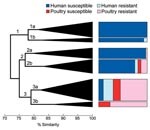 Thumbnail of Dendrogram based on extended virulence profiles of 243 extraintestinal pathogenic Escherichia coli isolates from human feces and poultry products, Minnesota and Wisconsin, 2002–2004. The dendrogram (shown here in simplified form) was constructed by using the unweighted pair group method with arithmetic averages based on pairwise similarity relationships according to the aggregate presence or absence of 60 individual virulence genes plus phylogenetic group (A, B1, B2, D). Triangles indicate arborizing subclusters. Major clusters 1, 2, and 3, and subclusters 1a, 1b, 2a, 2b, 3a, and 3b are indicated. Colored boxes to right of dendrogram show the distribution (by source group) of constituent members of each subcluster. Resistant, resistant to trimethoprim-sulfamethoxazole, nalidixic acid (quinolones), and ceftriaxone or ceftazidime (extended-spectrum cephalosporins). Susceptible, susceptible to all these agents.