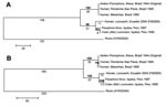 Thumbnail of Phylogenetic analysis of the NS5 (A) and E gene (B) regions of 6 Ilheus virus (ILHV) isolates. The sequences were aligned in MegAlign (DNASTAR, Inc., Madison, WI, USA); the alignments were then analyzed by using the maximum parsimony method with 500 bootstrap replicates in the program MEGA 3.1 (10). Rocio virus (GenBank accession no. AY632542) was included as an outgroup in the analysis, based on the phylogram of Kuno and Chang (1). Bootstrap values, shown in boldface above the branch, are percentages derived from 500 samplings; branch lengths are shown below the branch. The sequences generated from our study were deposited in GenBank under accession nos. EF396941–EF396952.