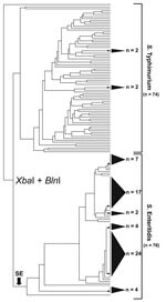 Thumbnail of Simultaneous cluster analysis of Salmonella Enteritidis and S. Typhimurium that used a standard XbaI/BlnI combined PFGE protocol. The dendrogram incorporates 76 S. Enteritidis strains and 74 S. Typhimurium strains and depicts the contrasting ability of pulsed-field gel electrophoresis (PFGE) to genetically differentiate these 2 Salmonella subspecies I serovars. The dendrogram was generated in BioNumerics v.4.061 (Applied Maths, Sint-Martens-Latem, Belgium) by using band-matched XbaI/BlnI PFGE data in conjunction with an unweighted pair group method with arithmetic mean clustering algorithm and a Dice similarity coefficient. Shaded cones to the right of terminal tree branches denote polytomies within the dendrogram; adjacent numbers (n) show the strain totals composing that polytomy. An arrow near the bottom of the tree denotes the basal branch of the S. Enteritidis cluster. The S. Enteritidis portion of the dendrogram comprises strains isolated from Georgia (n = 31), Maryland (n = 8), Pennsylvania (n = 3), Connecticut (n = 3), North Carolina (n = 2), Iowa (n = 2), Tennessee (n = 2), Minnesota (n = 1), Mexico (n = 11), and the People’s Republic of China (n = 6).