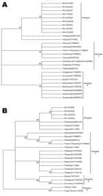 Thumbnail of Phylogenetic trees of established dengue virus serotype 3 (DENV-3) and new sequences from Minas Gerais State, Brazil, identified in this study. A) The tree is based on a 504-nt sequence alignment comprising the C-prM gene (nucleotides 137–638). B) The tree is based on a 1,023-nt partial E nucleotide sequences (nucleotides 1022–2008). This tree was generated by neighbor-joining using the Tamura Nei model implemented by using MEGA3 software (www.megasoftware.net). Numbers to the left of nodes represent bootstrap values (1,000 replicates) in support of grouping to the right. Numbers to the right in parentheses of branches indicate the GenBank accession number. Roman numerals denote the different genotypes of DENV-3.