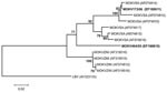 Thumbnail of Phylogenetic tree based on 267 nt of partial nucleoprotein gene sequences of Moloka virus (MOKV) identified with the N1-N2 primer set as described (12). The tree shows phylogenetic positions of 2 recently identified cases of MOKV infection from South Africa (MOKV173/06 from a cat and MOKV404/05 from a dog) (in boldface) relative to previously characterized MOKV isolates from South Africa (SA) and Zimbabwe (ZIM) and Lagos bat virus (LBV) as the outgroup. GenBank accession nos. are shown in parenthesis. Bootstrap support values &gt;70% are considered significant and indicated. Scale bar shows nucleotide substitutions per site.