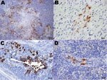 Thumbnail of Immunohistochemical (IHC) staining for influenza virus nucleoprotein in tissues of naïve juvenile Canada geese after challenge with influenza virus (H5N1). A) Pancreas. Large areas of necrosis are surrounded by pancreatic acinar cells with strong positive intranuclear and intracytoplasmic immunolabeling. B) Heart. Positive intranuclear and intracytoplasmic immunolabeling of myocytes. C) Proventriculus. Strong positive immunolabeling of compound tubular gland epithelium. D) Splenic arteriole. Positive IHC staining of vascular smooth muscle cells.
