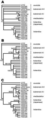 Thumbnail of Cladograms depicting relationships among Francisella tularensis strains obtained by maximum parsimony and bootstrap analysis that used indel, multilocus variable-number tandem repeat analysis (MLVA), or combined data. Nodes supported by &lt;50% of bootstrap pseudoreplicates were collapsed. A) Cladogram obtained solely from the use of MLVA data. B) Cladogram from the use of indel data. C) Cladogram from the combined use of indel and MLVA data. The dual bootstrap support values presented represent the use of each of 2 alleles, found at locus Ftind-32 of strain ATCC 6223.