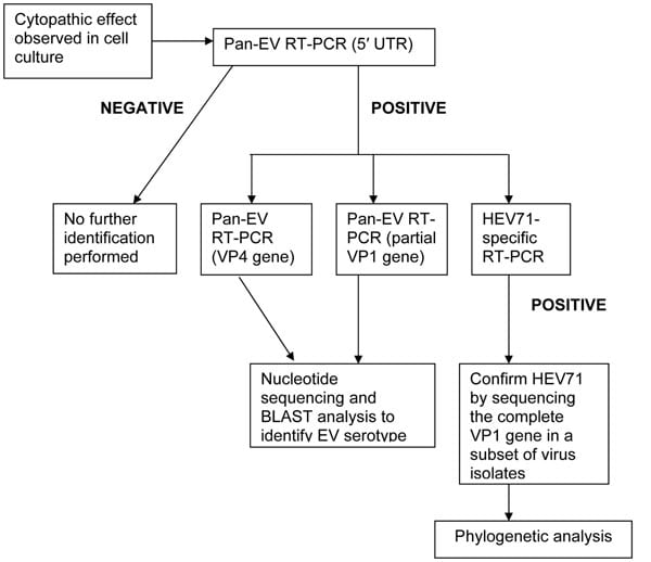 Flowchart showing the procedures used for isolating and identifying enterovirus strains cultured from clinical specimens obtained from children admitted to a large pediatric hospital in Ho Chi Minh City, Vietnam, with a diagnosis of hand, foot, and mouth disease (HFMD) during 2005 and enrolled in this study. EV, enterovirus; RT-PCR, reverse transcription–PCR; 5′ UTR, 5′ untranslated region; HEV71, human enterovirus 71.