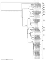 Thumbnail of Dendrogram constructed by using the neighbor-joining method (25) showing the genetic relationships between 23 human enterovirus 71 (HEV71) strains isolated in southern Vietnam during 2005 (underlined), based on the alignment of complete VP1 gene sequences. Branch lengths are proportional to the number of nucleotide differences. The bootstrap values in 1,000 pseudoreplicates for major lineages within the tree are shown as percentages. The marker denotes a measurement of relative phylogenetic distance. Strain names indicate a unique numerical abbreviation of country and year of isolation. Asterisks (*) denote HEV71 isolates obtained from fatal cases. The prototype coxsackievirus 16 (CVA16)–G10 strain (28) was used as an outgroup. The dendrogram shows genogroups A, B, and C as identified by Brown et al. (24). Details of the strains used to prepare the dendrogram are shown in Table 1.