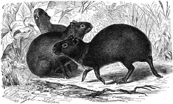 The agouti, Dasyprocta sp., one of the natural intermediate hosts for Echinoccocus oligarthrus. Drawing by Gustav Mützel (1839–1893).