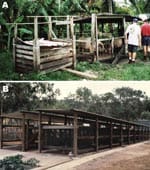 Thumbnail of Pig housing in Badu Island. A) Typical backyard pig pen in community before removal in 1998 and B) Badu Island piggery, where pigs have been housed since late 1998.