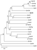 Thumbnail of Genetic relationships of plasmid- and chromosome-encoded qnr proteins. Species and GenBank accession nos. are as follows. QnrVS (Vibrio splendidus, EAP95542), QnrVsp (Vibrio sp., EAQ55748), QnrS1 (Shigella flexneri, BAD88776), QnrVC (V. cholerae, strain 627; EU436855; this work, shown in boldface); QnrPP (Photobacterium profundum, YP132629), QnrVF (V. fisheri, AAW85819), QnrSP (Shewanella pealeana, EAV99957), QnrA1 (Escherichia coli, AAY46800), QnrA3 (S. algae, AAZ04782), QnrPsp (Psychromonas sp., EAS39797), QnrSF (S. frigidimarina, ABI71948), QnrVV (V. vulnificus, AAO07889), QnrVP (V. parahaemolyticus, BAC61438), QnrVA (V. alginolyticus, EAS75285), QnrVAn (V. angustum, EAS64891), QnrAH (Aeromonas hydrophila, ABK38882), QnrB1 (Klebsiella pneumoniae, ABG82188), QnrVSh (V. shilonii, EDL55273), QnrVB (Vibrionales bacterium, EDK31146), QnrVH (V. harveyi, EDL69958). Support of the branching order was determined by 1,000 interior branch test replicates. The distance-based tree was generated by using p distance with the neighbor-joining method with MEGA version 3.1 (www.megasoftware.net). Values along the horizontal lines are the interior-branch test percentages after testing 1,000 topologies. Scale bar indicates the number of substitutions per alignment site, which is reflected by branch lengths.