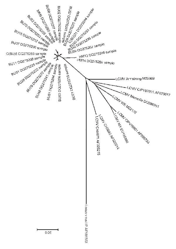 Unrooted neighbor-joining radial tree that used the p-distance model (1,000 replicates) for a section of the glycoprotein precursor gene gene, rooted to Lassa virus strain LP. A total of 24 representative sequenced amplicons from wild rodents (283 bp) are shown, with comparisons to previously published lymphocytic choriomeningitis virus (LCMV) sequences and Lassa virus strain LP (GenBank). Scale bar indicates a distance of 0.05 substitutions per site.