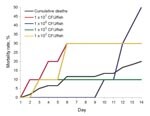 Thumbnail of Mortality rates for 60 Nile tilapia at all doses (black line) and 10 tilapia each challenged with a human Streptococcus agalactiae isolate (#510012): 102 (gray line), 103 (green line), 106 (red line), and 107 (blue line) CFU/fish. No deaths occurred at 104 and 105 CFU/fish or in tryptic soy broth controls.