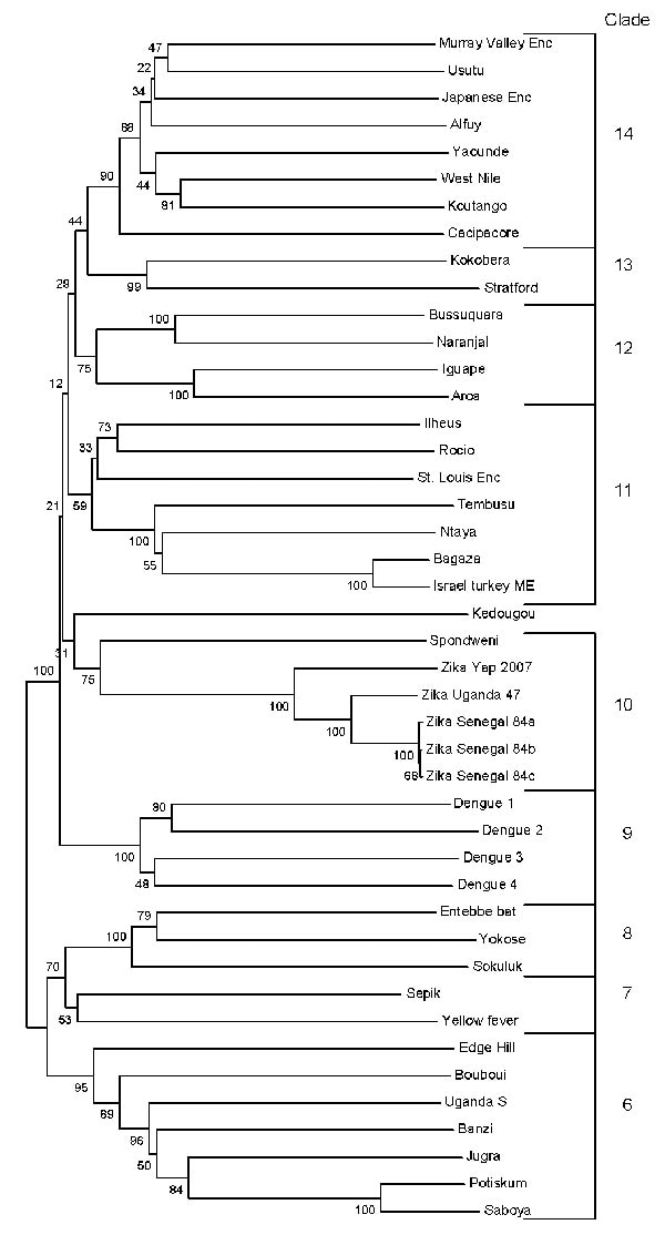Phylogenetic tree constructed from nucleic acid data from flavivirus nonstructural protein 5 region by the neighbor-joining algorithm in MEGA (www.megasoftware.net). Numbers to the left of the nodes are bootstrap percentages (2,000 replications) for clades. Clade numbers correspond to clades identified by Kuno et al. (16). Enc, encephalitis; ME, meningoencephalitis.