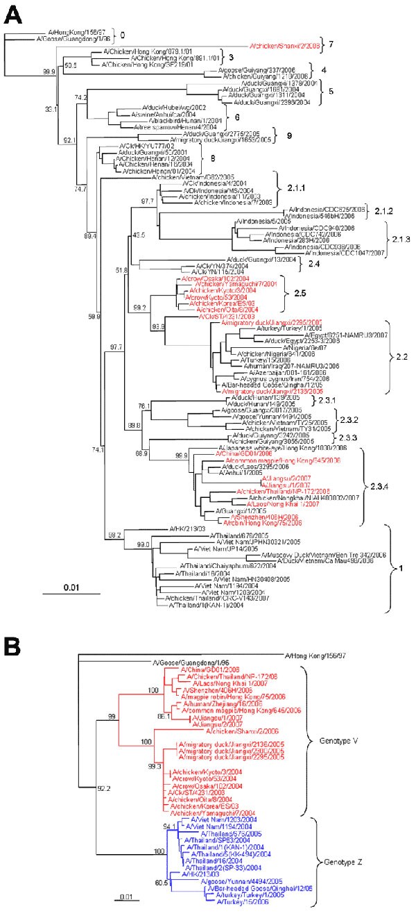 Phylogenetic analysis of avian influenza viruses (H5N1). A) hemagglutinin genes and B) polymerase A genes. Pseudosampling = 1,000. Known genotype V viruses are indicated in red, and genotype Z viruses are indicated in blue. Numbers on the right in braces indicate clades and subclades. Scale bars indicate genetic distances between sequences of different taxa. HK, Hong Kong.