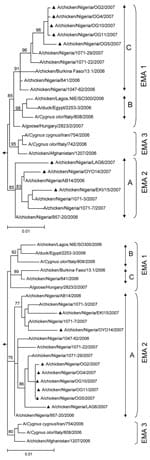 Thumbnail of Phylogeny of hemagglutinin (A) and neuraminidase (B) genes from 8 HPAI (H5N1) viruses collected in Nigeria during the second half of 2007 (▲), in comparison with previously identified sublineage A (EMA 2), sublineage B and C (EMA 1), and (EMA 3) strains (1,3). The tree was calculated by using the maximum likelihood method implemented in PAUP 4.0 (7). The substitution model was obtained by using MODELTEST (8). Bootstrap values (%) were calculated with the maximum-likelihood method with 1,000 replications and are indicated on key nodes. Scale bars represent ≈1% of nucleotide changes between close relatives. A/duck/Anyang/AVL-1/2001 was used as an outgroup.
