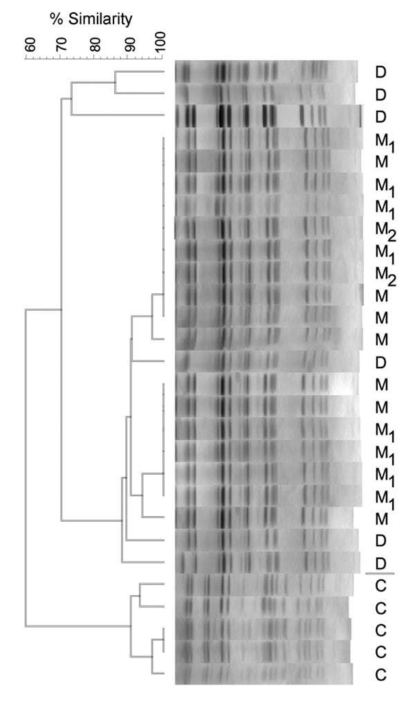 Pulsed-field gel electrophoresis profiles of sequence type 398 isolates from the Dominican Republic (D); northern Manhattan (M), New York, NY, USA; and Canada (C) (provided by Scott Weese). Strains within households in which &gt;1 person was colonized are identified numerically. The dendrogram shows the percent similarity of the isolates. A similarity &gt;70% indicates closely related or identical strains.