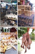 Thumbnail of A) Poultry at live bird market; B) house sparrows at live bird market; C) chicken meat at food market; and D) moor hen meat at food market.