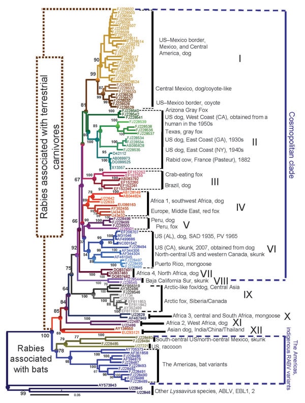 Neighbor-joining phyogenetic tree reconstructed by using entire nucleoprotein sequences that show the consensus topology observed with maximum-likehood and Bayes methods (www.mrbayes.net). The hierarchy encompassing phylogroups, clades, groups, lineages, and taxa of rabies viruses throughout the world is shown. SAD, Street-Alabama-Dufferin; RV, rabies virus; ABLV, Australian bat lyssavirus; EBL, European bat lyssavirus. Scale bar indicates number of nucleotide substitutions per site.