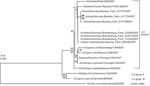 Thumbnail of Phylogetic tree of the hemagglutinin (HA) gene (full-length sequence) of highly pathogenic avian influenza virus (HPAIV) (H5N1) detected in poultry from Brandenburg and Bavaria, Germany, in 2007, including sequences of wild birds and poultry from neighboring countries. Sequence of the Czech poultry isolate is supported by GenBank. The tree was constructed by using a minimal-evolution algorithm; numbers represent bootstrap values after 1,000 replications. A maximum-likelihood (ML)–ba