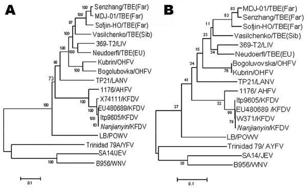 Phylogenetic analysis of the PrM-E (A) and nonstructural protein 5 (B) gene sequences of Nanjianyin virus isolated from Yunnan Province, China. Phylogenetic analyses were performed by the neighbor-joining method with MEGA version 3.1 software (www.megasoftware.net). Bootstrap probabilities of each node were calculated with 500 replicates. Scale bars indicate number of nucleotide substitutions per site. Abbreviations and GenBank accession numbers are as follows: tick-borne encephalitis virus (TBE
