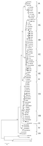 Thumbnail of Phylogram of the complete envelope region of St. Louis encephalitis virus (SLEV) strains, inferred using the maximum parsimony method in MEGA4 software (14). Bootstrap analysis was performed using 1,000 replicates, and the consensus tree (generated by majority rule of 27 most parsimonious trees) was chosen. The number at each node indicates percent branch support by bootstrap sampling; values &lt;50 were collapsed. Branch lengths represent the amount of genetic divergence; the scale