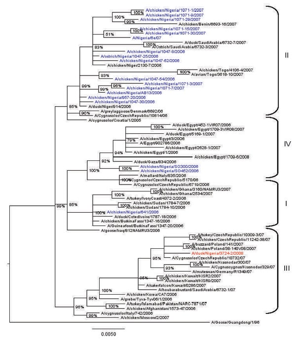 Phylogenetic tree constructed by Bayesian analysis of the neuraminidase gene segment of representative influenza viruses A (H5N1) from Africa, Europe, and the Middle East. Taxon names of the Nigerian viruses isolated during 2006–2007 are marked in blue, 2008 isolate in red. Posterior probabilities of the clades are indicated above the nodes. Scale bar indicates number of nucleotide substitutions per site.