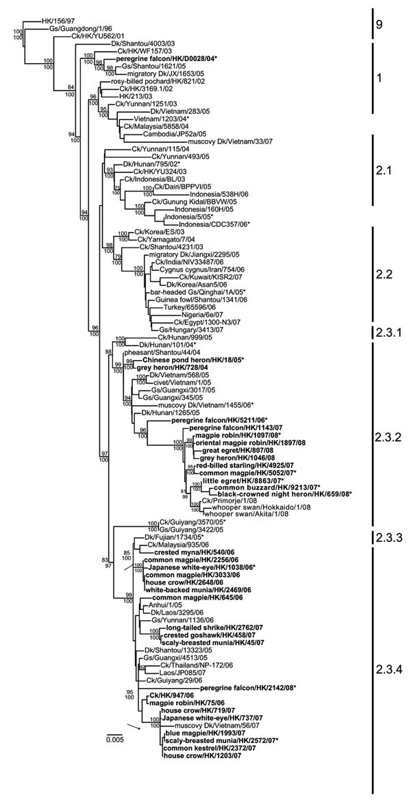 Phylogenetic relationships of the hemagglutinin genes of representative influenza viruses. Numbers above and below the branch nodes indicate neighbor-joining bootstrap values &gt;70% and Bayesian posterior probabilities &gt;95%, respectively. Not all supports are shown due to space constraints. Analyses were based on nt 49–1,677 and the tree rooted to duck/Hokkaido/51/1996. Numbers to the right of the figure refer to World Health Organization influenza (H5N1) clade designations (Appendix Table).