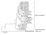 Thumbnail of Phylogenetic tree of bovine kobuvirus (kobuvirus/bovine/Aba-Z20/2002/Hungary, in boldface) based on the 455-nt fragment of the kobuvirus 3D regions. The phylogenetic tree was constructed by using the neighbor-joining clustering method with distance calculation and the maximum composite likelihood correction for evolutionary rate with help of MEGA version 4.1 software (10). Bootstrap values (based on 1,000 replicates) are given for each node if &gt;50%. Reference strains were obtaine