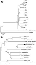 Thumbnail of A) Phylogenetic tree of the partial sequences in the 3D region of the candidate novel virus, Aichi virus, and bovine kobuvirus. B) Relationships between the candidate novel virus and other picornaviruses based on nucleotide differences in the 3D region. FMDV, foot and mouth disease virus; TMEV, Theiler's murine encephalomyelitis virus. Scale bars indicate nucleotide substitutions per site.