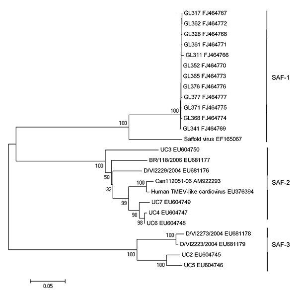 Phylogenetic analysis of nucleotide sequences of the virus protein 1 (VP1) gene of Saffold cardiovirus. The tree was constructed by using the Molecular Evolutionary Genetics Analysis (MEGA) software version and the neighbor-joining algorithm with kimura-2 parameters (14). The analysis included human Theiler murine encephalomyelitis virus (TMEV)–like cardiovirus. TMEV-like cardiovirus sequences (GenBank accession no. EU376394) and the previously reported SAFV sequences including the prototype SAF