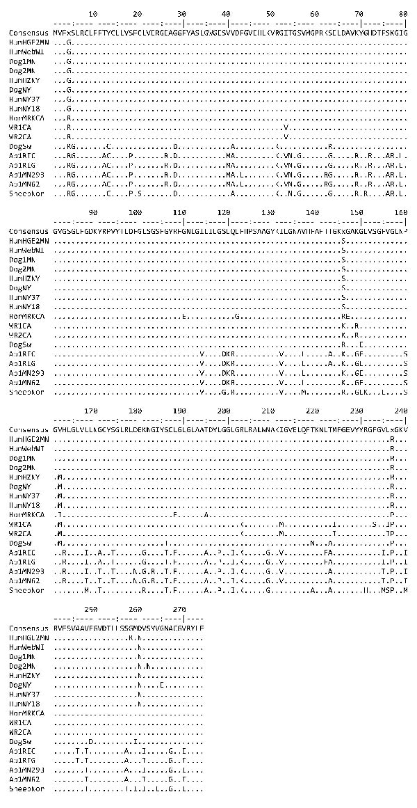 Diversity in the amino acid sequences encoded by p44ESup1/omp-1n in US and European strains of Anaplasma phagocytophilum. All strains are from the United States (the state is indicated in the strain designation) except for the strain from the sheep from Norway (SheepNor) and the dog from Sweden (DogSw). Human-origin strains are HZNY, NY18, NY37, WebWI, and HGE2MN; dog strains are Dog1MN, Dog2MN, and DogNY; wood rat (Neotoma fuscipes) strains are WR1CA and WR2CA; the horse strain is HorMRKCA; Ap-