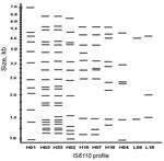 Thumbnail of Insertion sequence (IS)6110 profiles of the 10 largest Mycobacterium tuberculosis clusters, Houston Tuberculosis Initiative, Texas, 1995–2004.