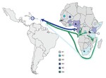 Thumbnail of Distribution of hepatitis B virus A subgenotypes and D4 (only in Rwanda) in Africa and their potential routes of spread toward Haiti (color-coded arrows). Colored dots indicate African countries with &lt;10 A strains available; full color indicates countries with &gt;90% dominance of 1 subgenotype; or a 60%–90% predominance of 1 subgenotype, with minority subgenotypes shown as diamonds. Subgenotypes other than A1 and D4 are not shown for Rwanda. Sequences included were obtained from