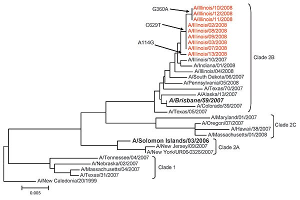Phylogenetic analysis of the hemagglutinin gene (HA1 portion) of influenza A viruses (H1N1) isolated during an influenza A outbreak in a long-term care facility, Illinois, USA, 2008. Viruses from buildings A and B shared nearly identical sequences. One of the viruses from building B was more similar in sequence to 1 virus from building A. However, this finding could reflect natural variance in circulating viruses. Red indicates outbreak viruses, boldface italics indicates vaccine strain for 2008