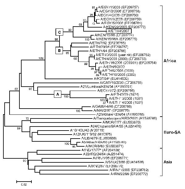 Midpoint-rooted neighbor-joining tree (based on the complete virus protein [VP] 1 coding sequence) showing the relationships between the foot-and-mouth disease virus serotype A isolates from Ethiopia and other contemporary and reference viruses. The isolate from 2007 is boxed. The year in parenthesis indicates the year of sample collection. Scale bar indicates substitutions per site. *Not a reference number assigned by the World Reference Laboratory for Foot-and-Mouth Disease, Pirbright, UK.